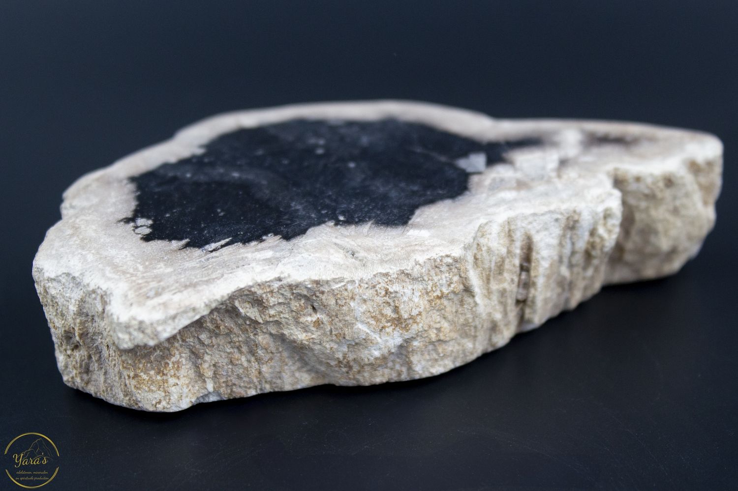 Versteend hout schijf 174 gram