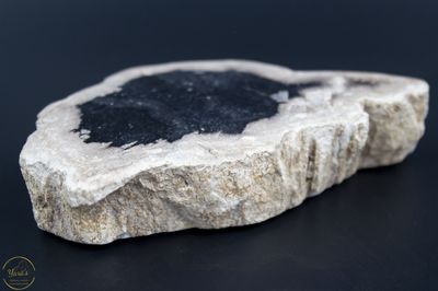 Versteend hout schijf 174 gram