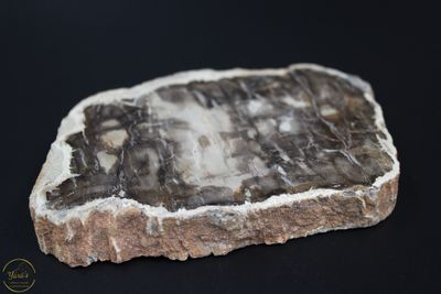 Versteend hout schijf 232 gram