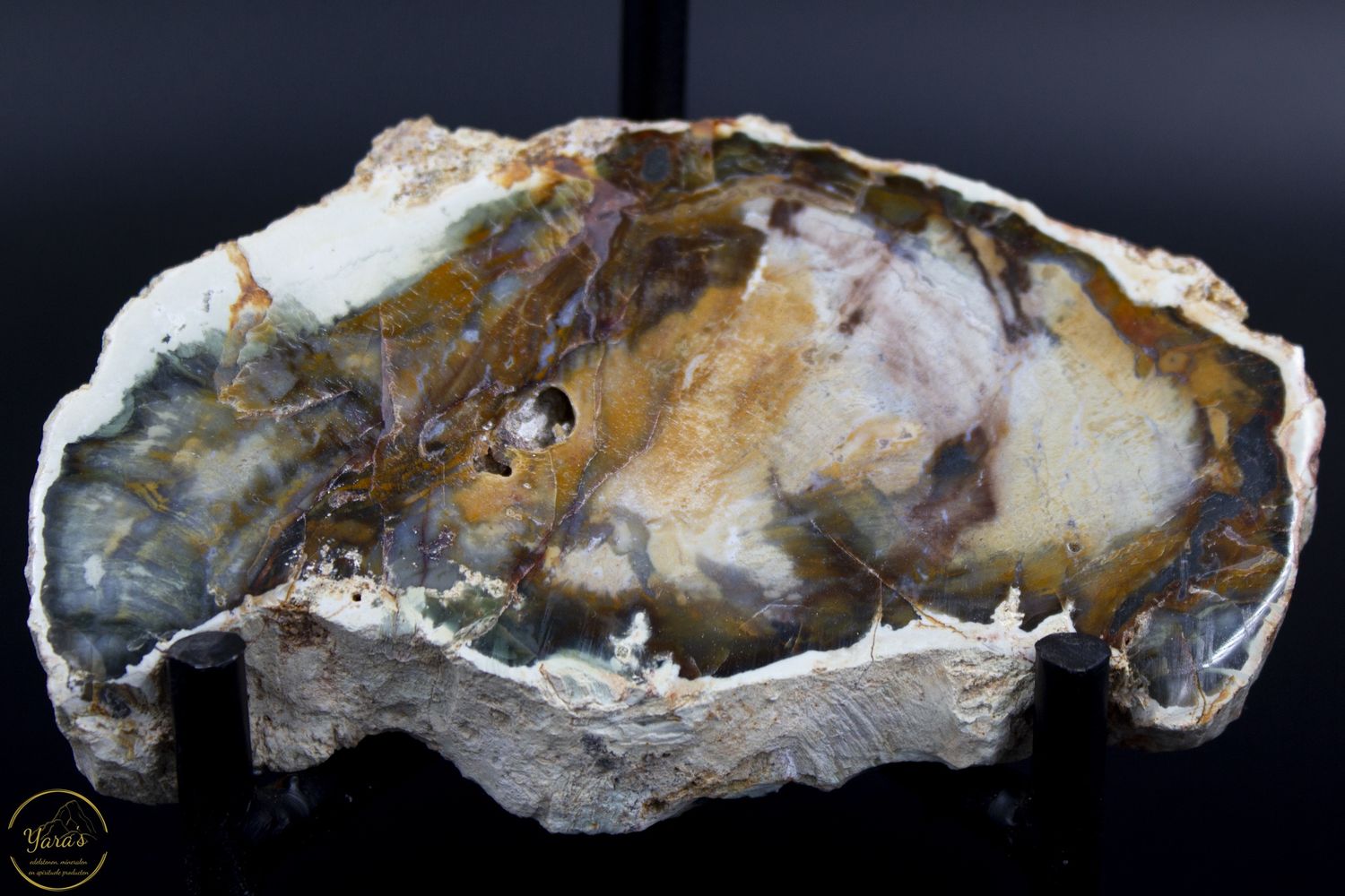Versteend hout schijf - Madagaskar - 188 gram