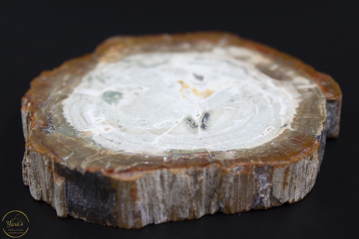 Versteend hout schijf - Madagaskar - 154 gram