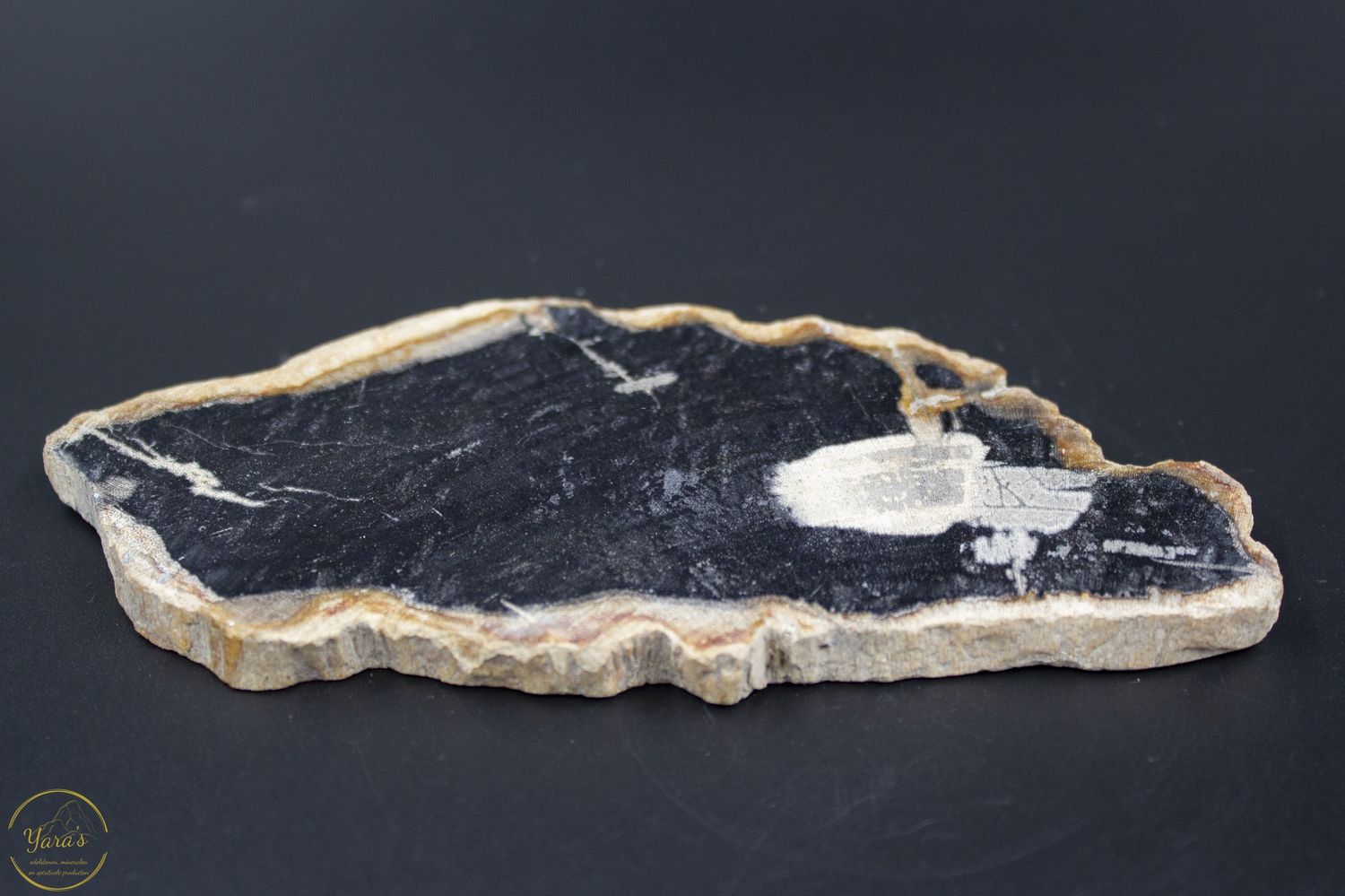 Versteend hout schijf 162 gram