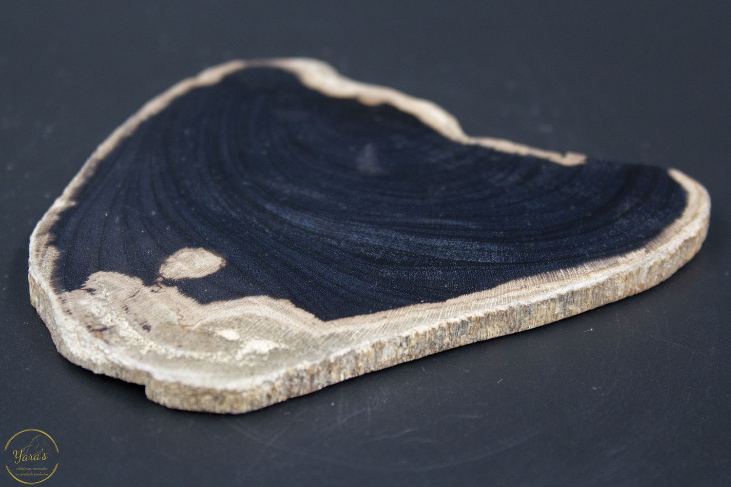 Versteend hout schijf 81 gram