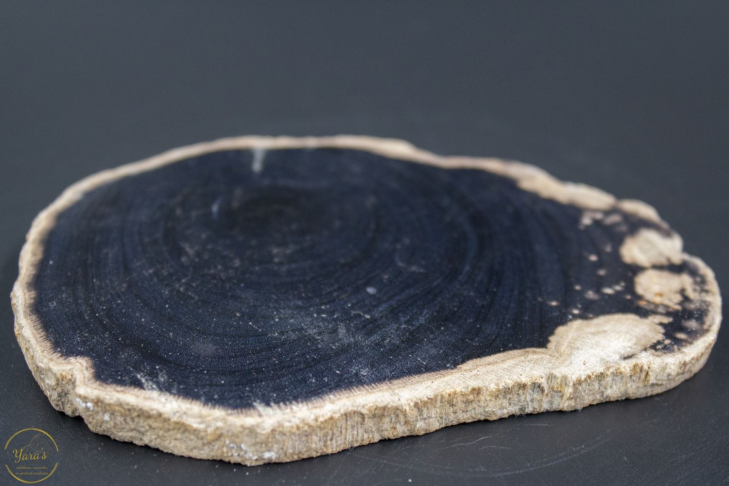Versteend hout schijf 110 gram