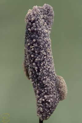 Druifagaat op standaard ruw - 938 gram