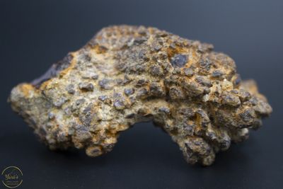 Coproliet / fossiele schildpadpoep  (Madagascar) -39 gram