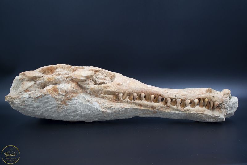 Krokodil Schedel Marokko 6.55 kg