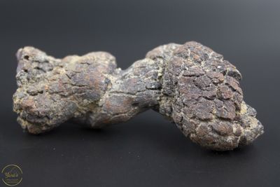 Coproliet / fossiele schildpadpoep (Madagascar) -55 gram