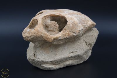 Schilpadden schedel