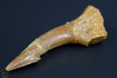 Zaagvis tand - ca 7-9  gram