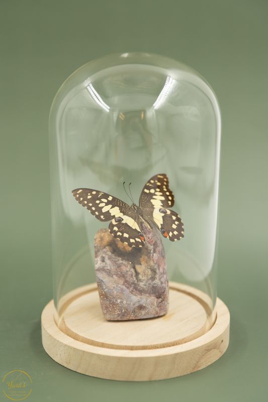 Rode Jaspis met Papilio demoleus