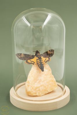 Oranje Calciet met Acherontia atropos
