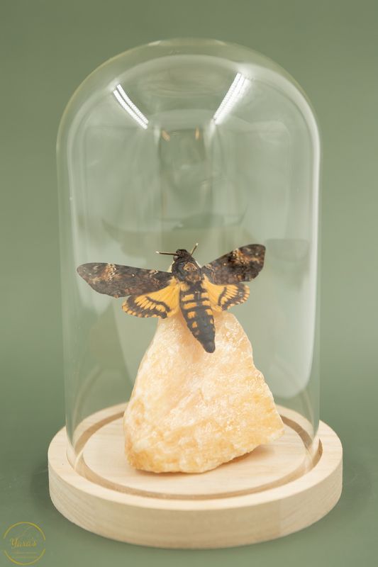 Oranje Calciet met Acherontia atropos