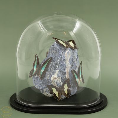 Ruwe Sodaliet met Graphium Sarpedon en mix vlinders