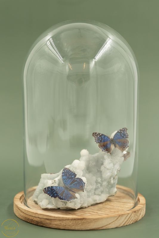 Apofyliet met Precis Rhadama