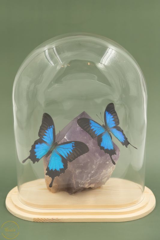 Amethist punt met Papilio Ulysses