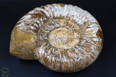 Ammoniet uit Madagascar - 2,58kg