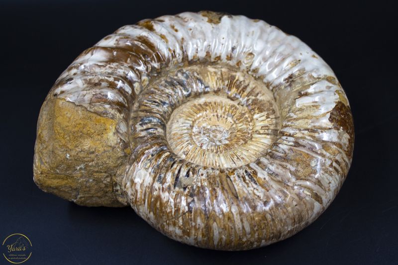 Ammoniet uit Madagascar - 2,58kg