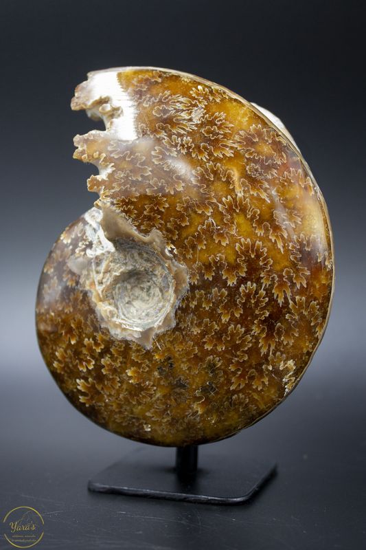 Ammonieten op standaard 574 gram