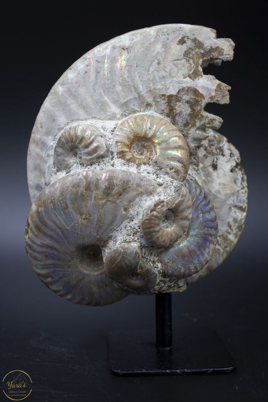 Ammonieten op standaard 600 gram