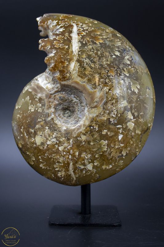 Ammonieten op standaard 622 gram