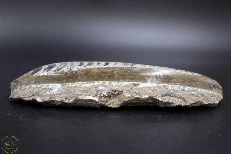 Orthoceras ruw 438 gram