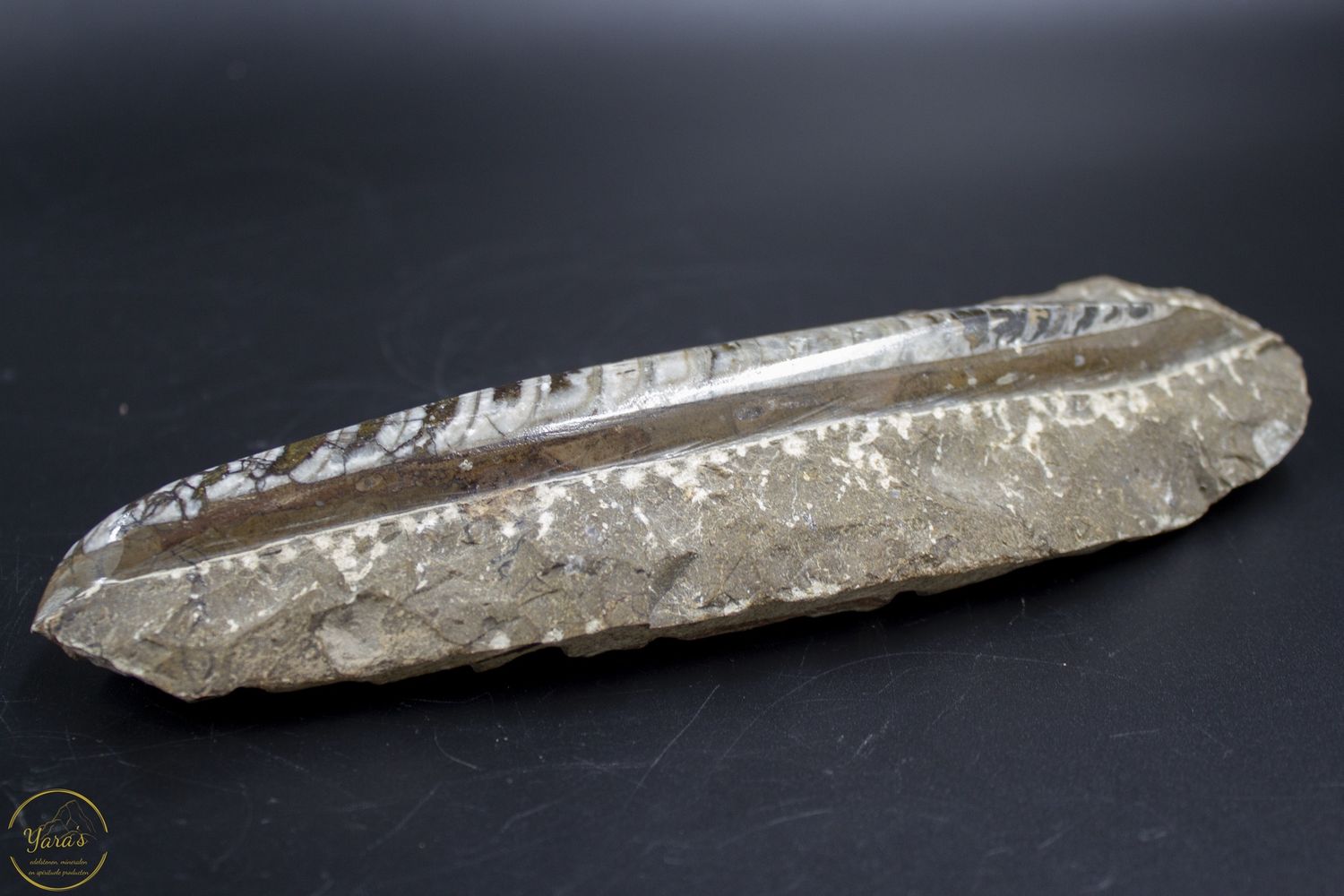 Orthoceras ruw 295 gram