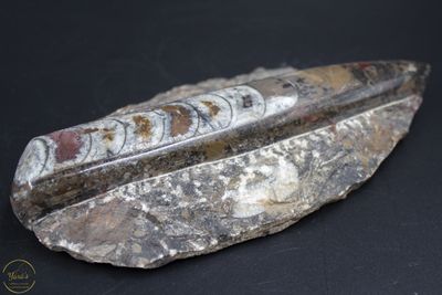 Orthoceras ruw 414 gram
