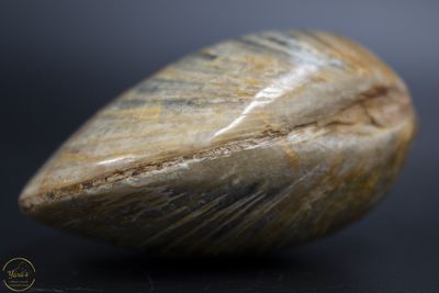 Fossiele schelpen Madagaskar 97 gram