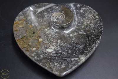 Fossiel Schaaltje Ammoniet 181 gram