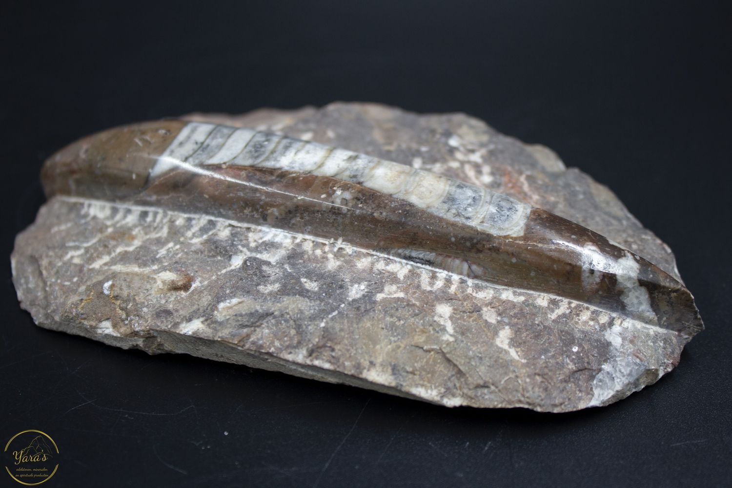 Orthoceras ruw 262 gram