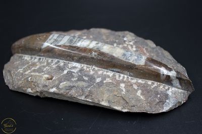 Orthoceras ruw 262 gram