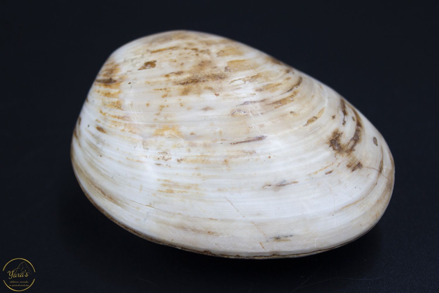 Fossiele schelpen uit  Madagaskar 179 gram
