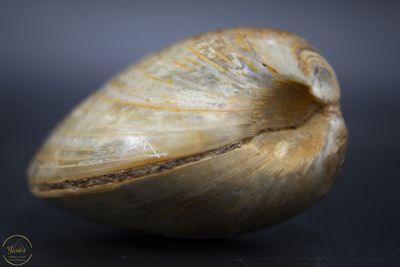 Fossiele schelpen Madagaskar 136 gram