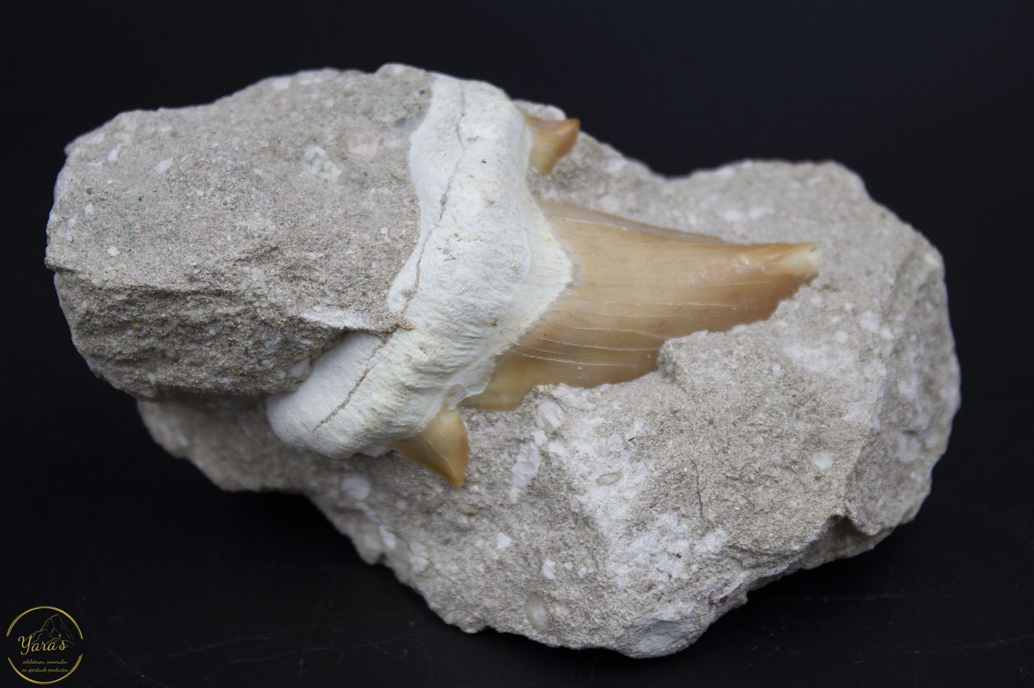 Haaientand otodus obilquues  in gesteente