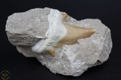 Haaientand otodus obilquues  in gesteente