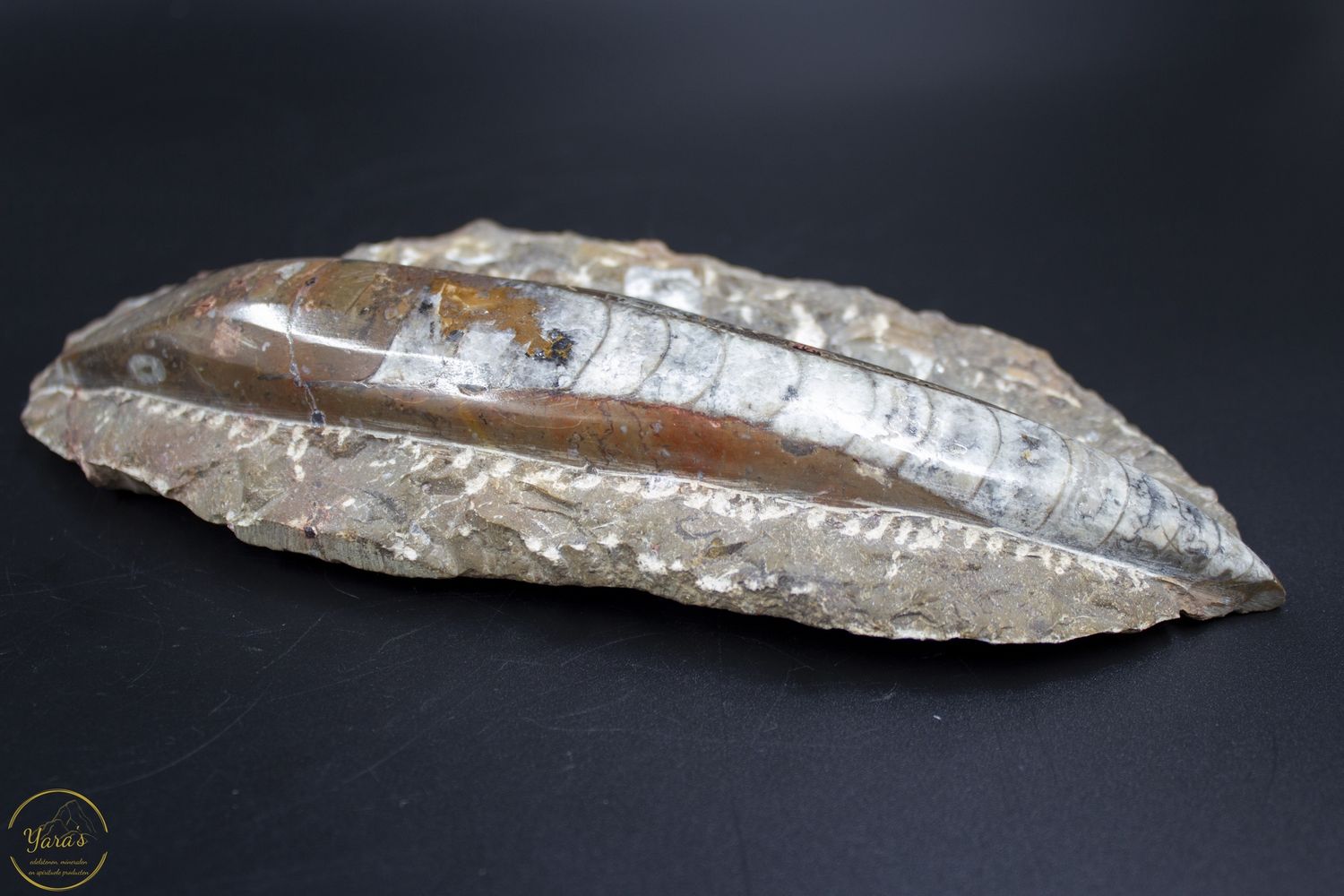 Orthoceras ruw 445 gram