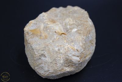Tanden/Kaak Fossiel