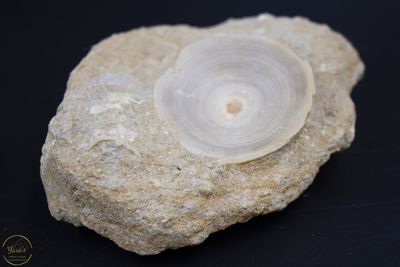 Wervel Fossiel