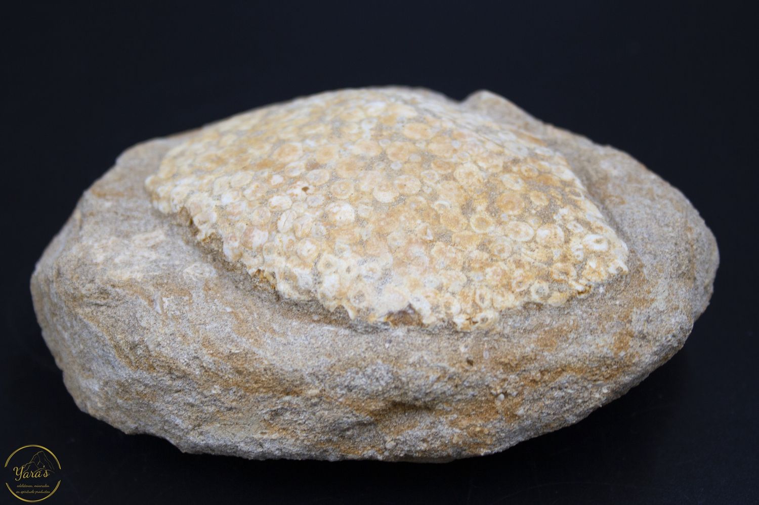 Schubben Fossiel 592 gram