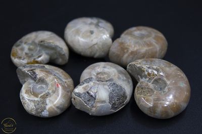 Ammoniet gepolijst - Madagaskar