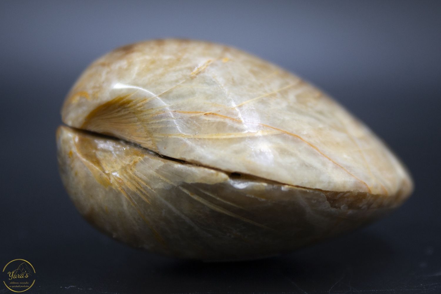 Fossiele schelp  Madagaskar 103 gram