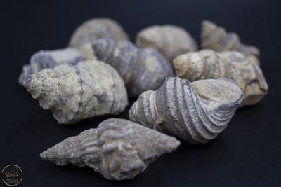 Turritella schelpen  uit Java