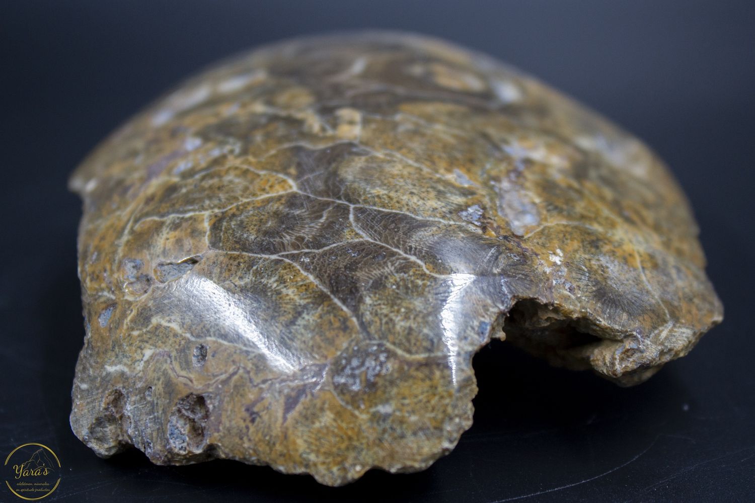Fossiel Koraal 316 gram