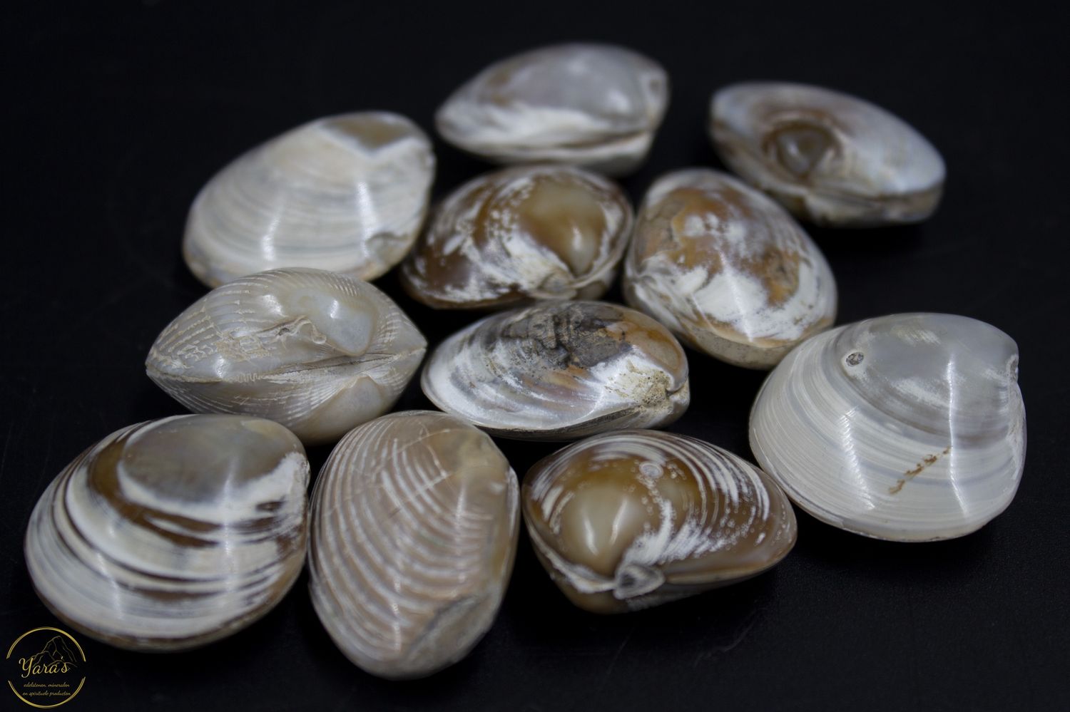 Fossiele schelpen uit Java