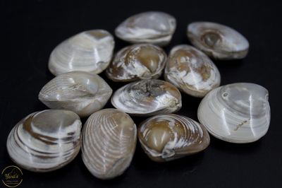 Fossiele schelpen uit Java
