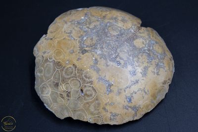 Fossiel Koraal 400 gram