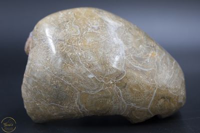 Fossiel Koraal 332 gram