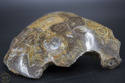 Fossiel Koraal 141 gram