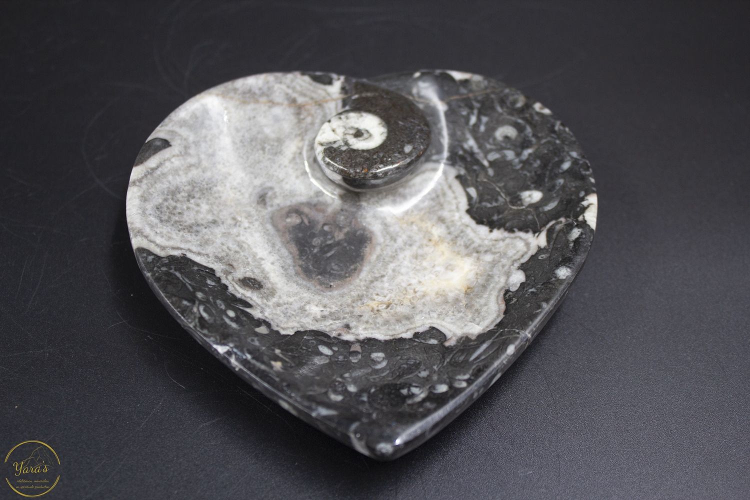Fossiel Schaaltje Ammoniet 218 gram